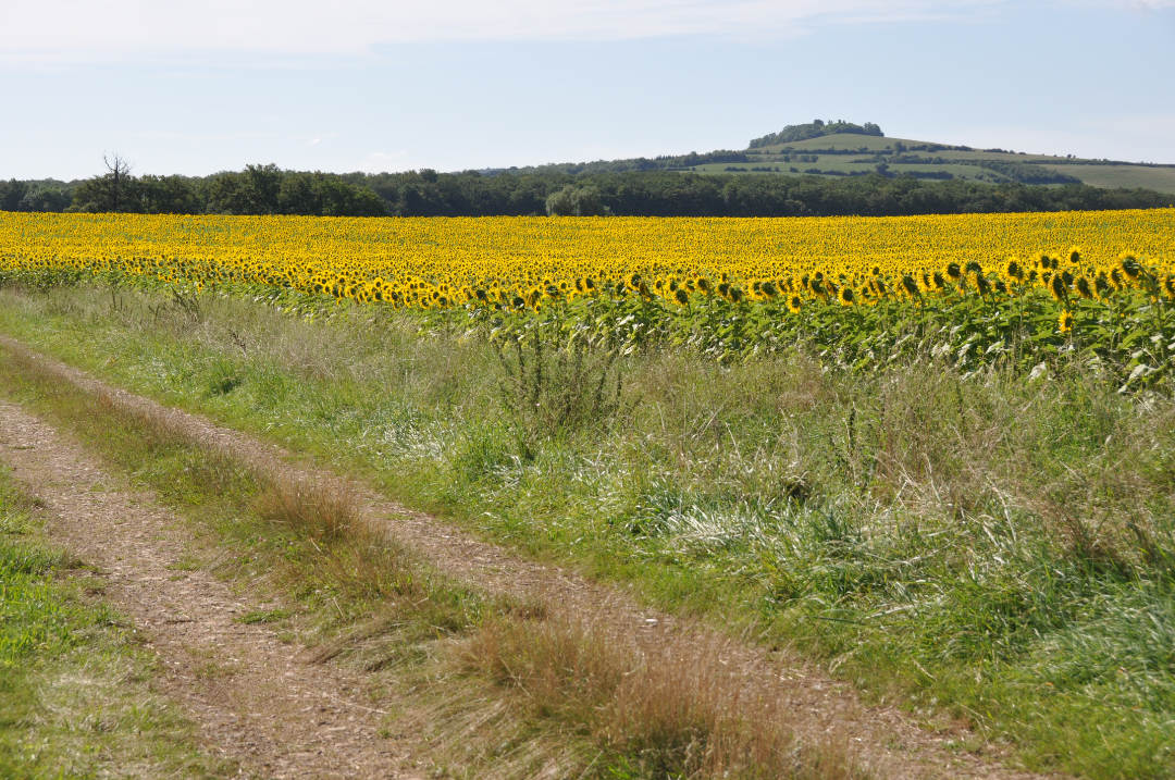 champ-tournesol-Natna-14